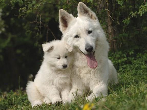 Les chiens - Page 6 297f829d