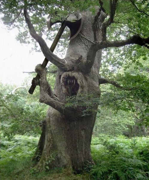 Résultat de recherche d'images pour "tronc d'arbre"