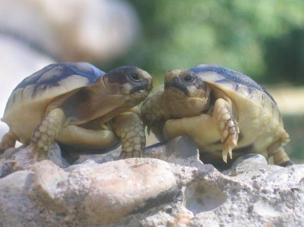 la tortue 62ab3d2c