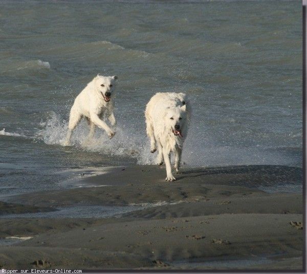 Les chiens - Page 6 6801587b