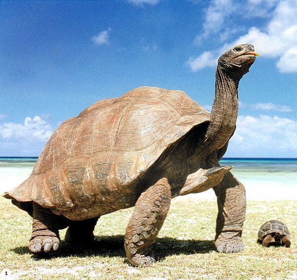 la tortue Acc1aa64