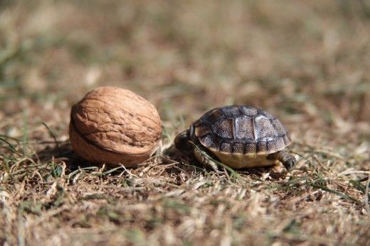 la tortue Ddd023c7