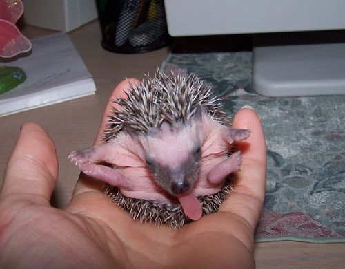 Afficher limage dorigine