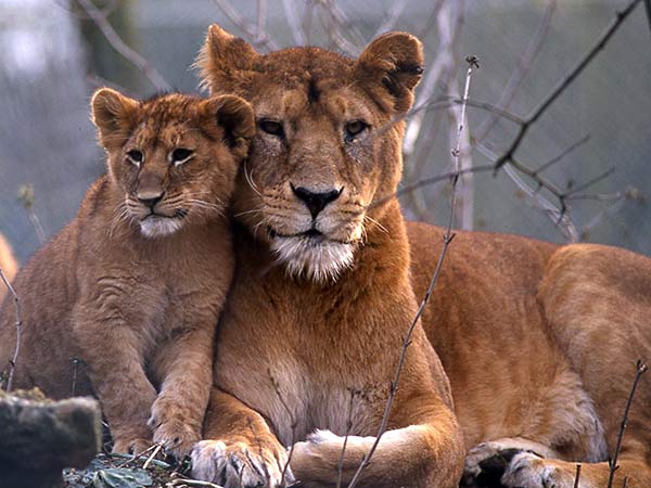 Lionne Avec Son Petit