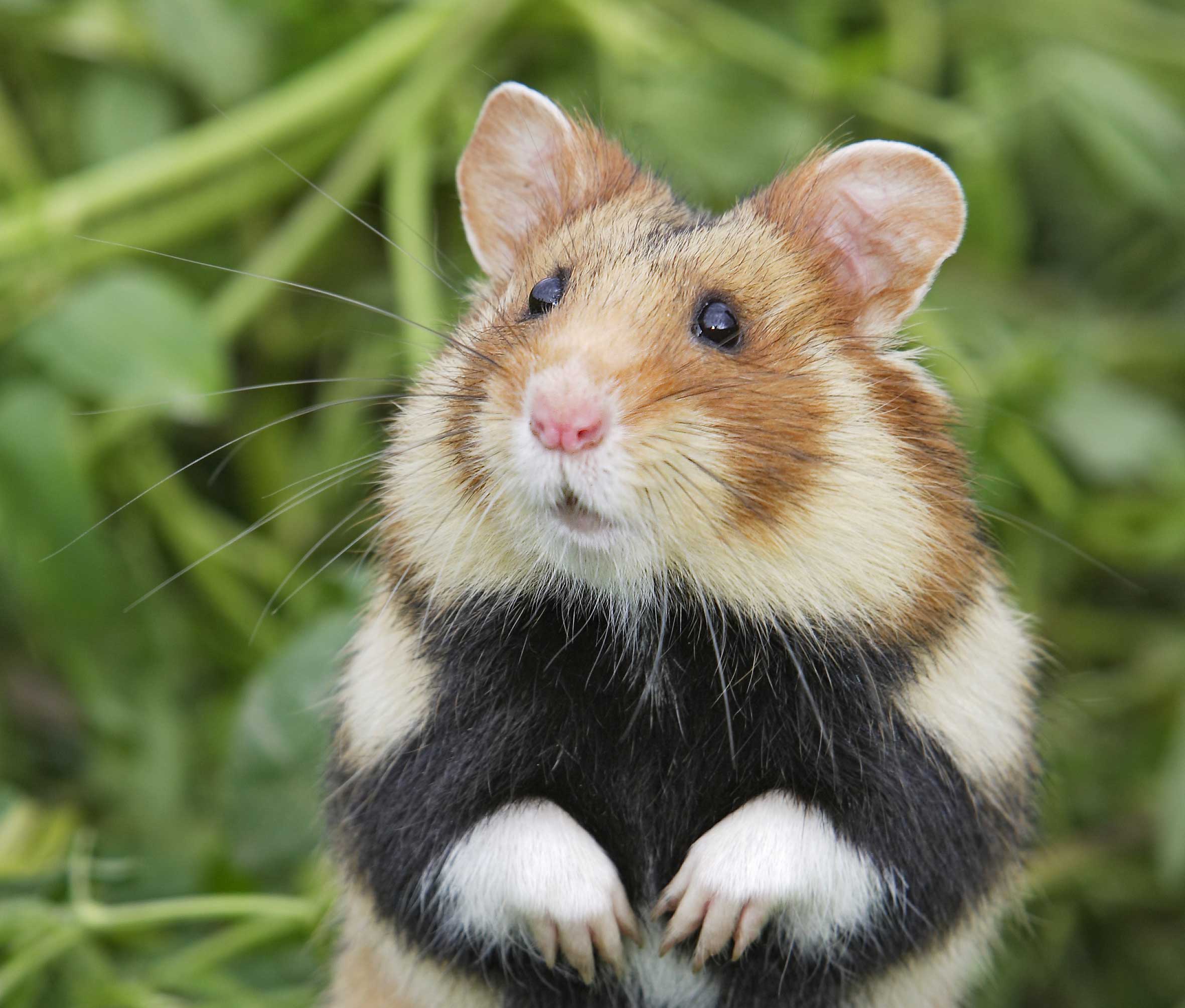 Álbumes Foto Como Saber Si Un Hamster Es Macho O Hembra Cena Hermosa